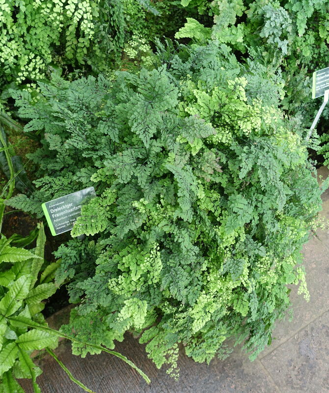 Maidenhair Fern plant