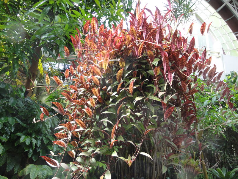 Zebra Basket Vine plant