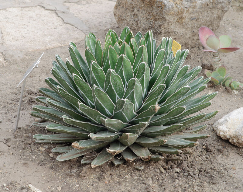 Queen Agave plant