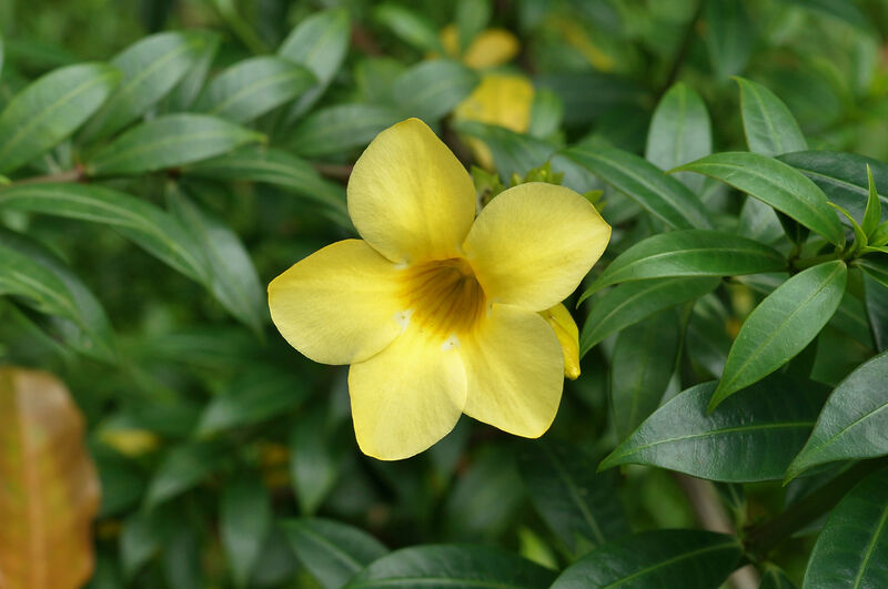 Allamanda plant