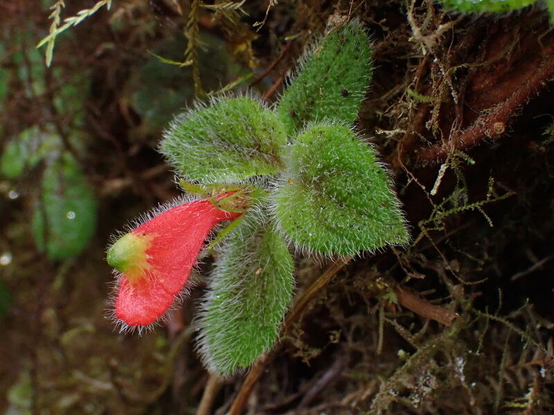Miniature Pouch Flower plant