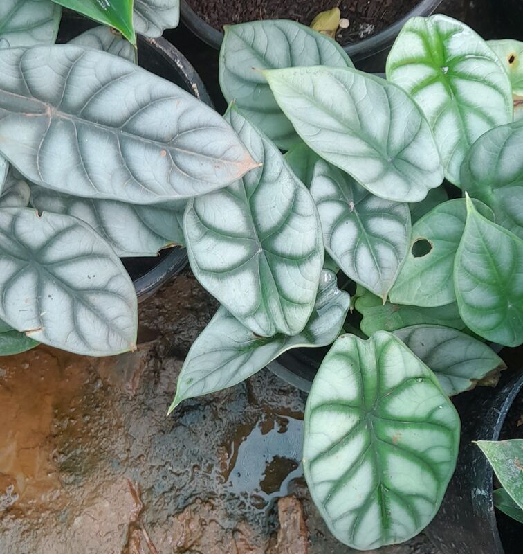Alocasia plant