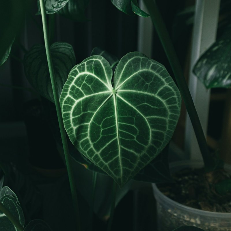 Anthurium Clarinervium