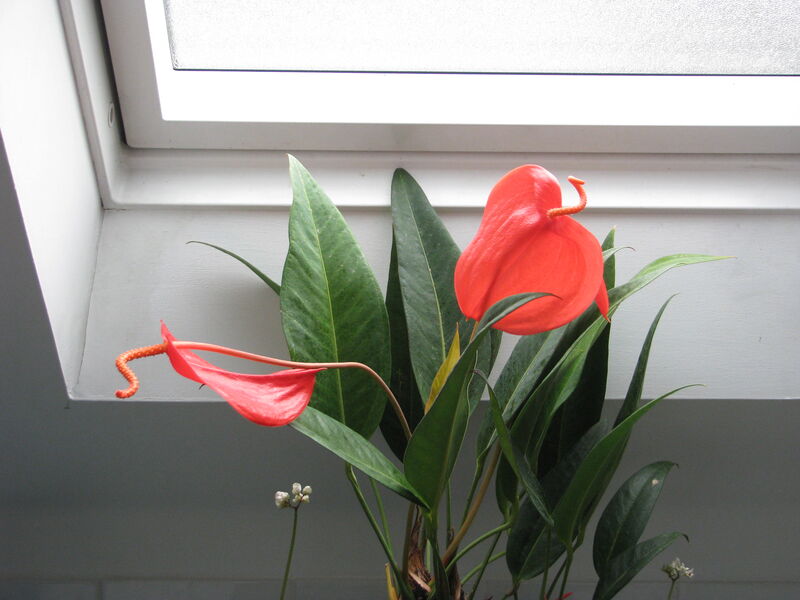 Flamingo Flower plant