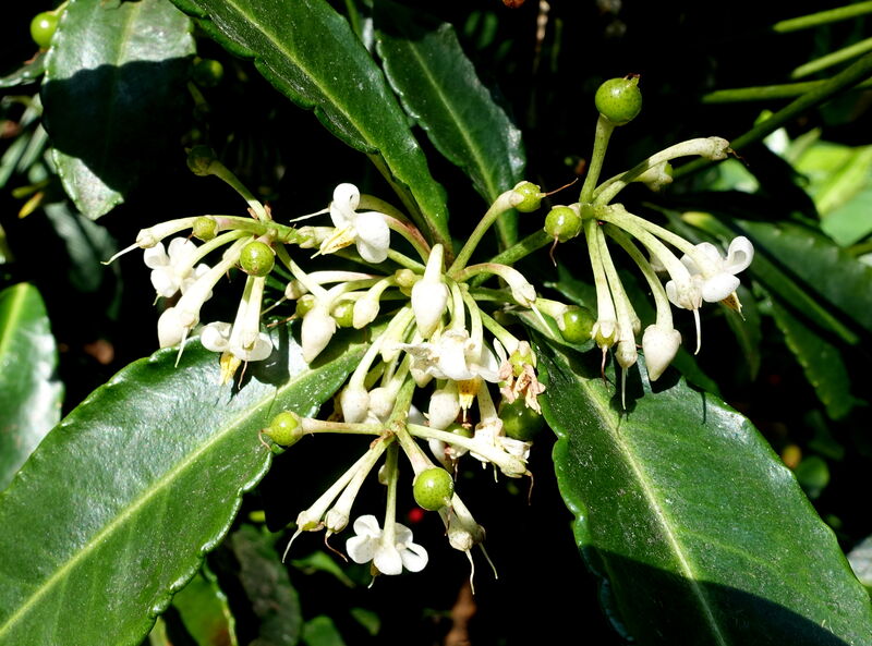 Ardisia plant