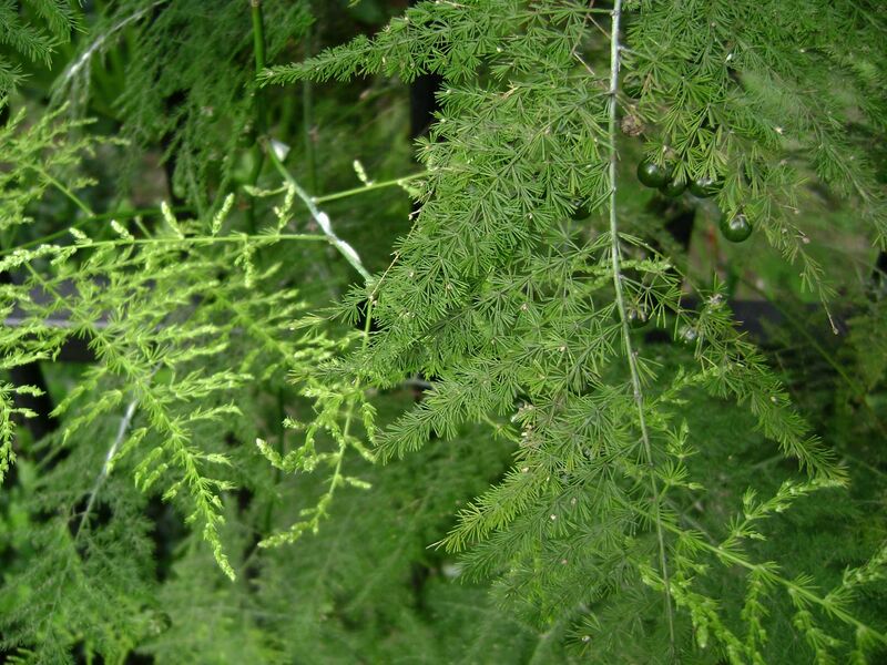 Common Asparagus Fern plant