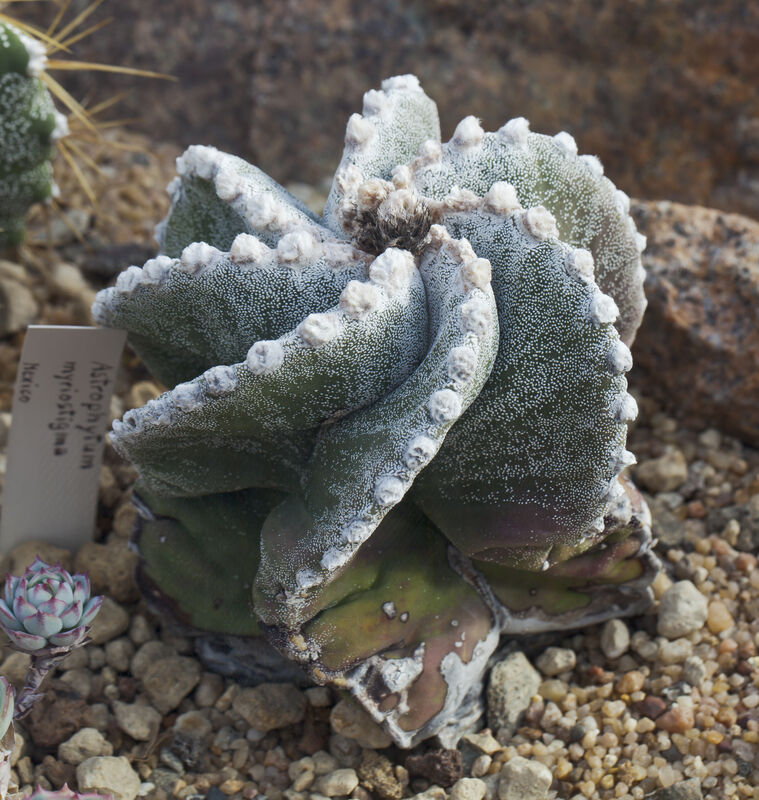 Astrophytum myriostigma plant