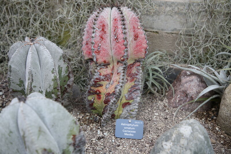 Astrophytum ornatum plant