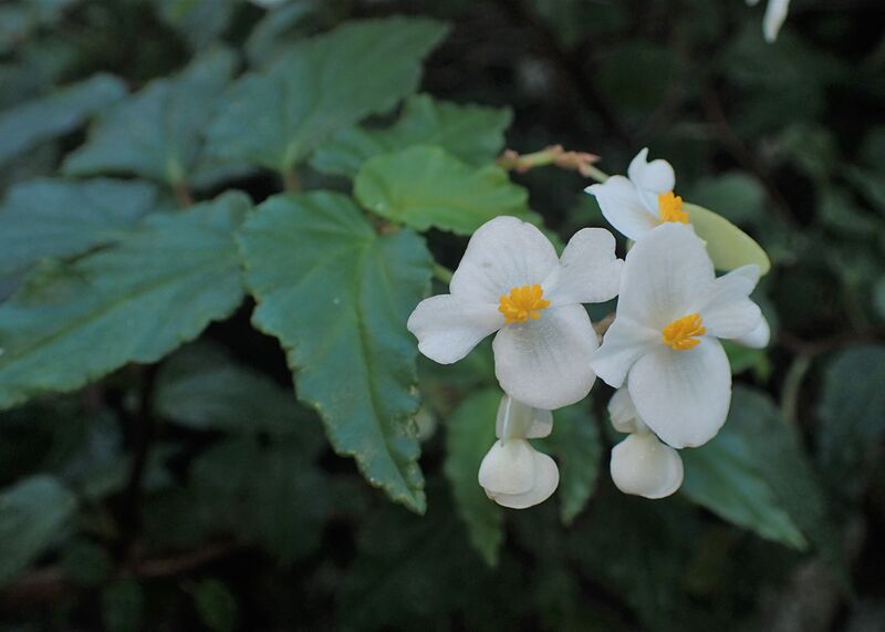 Begonia cubensis plant
