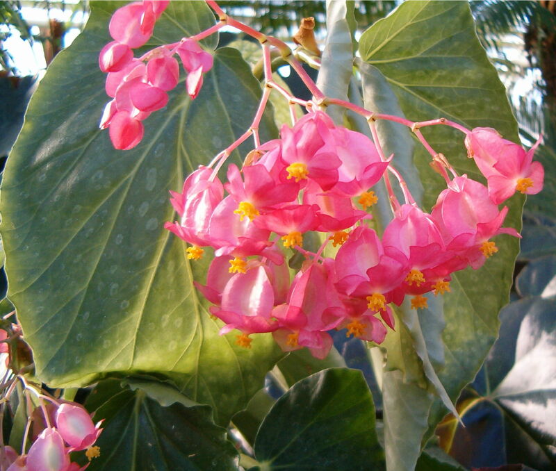 Begonia president plant