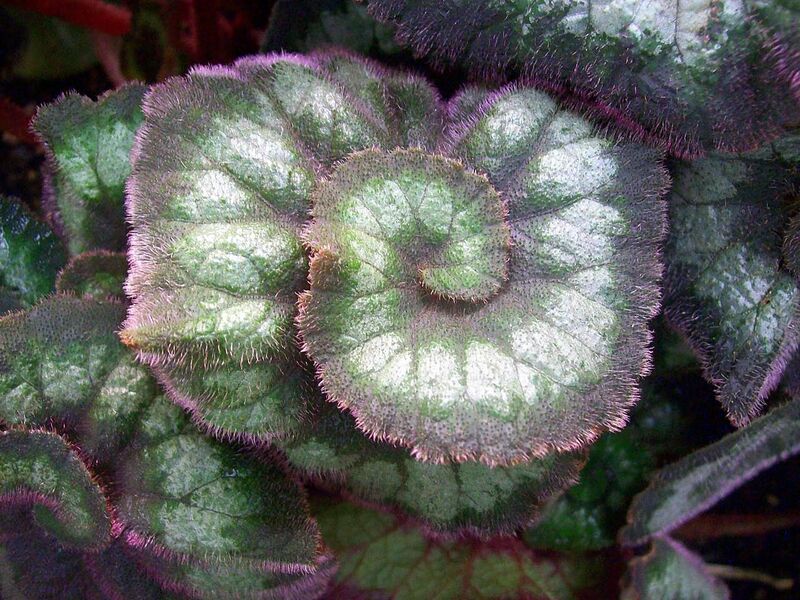Begonia rex-cultorum plant