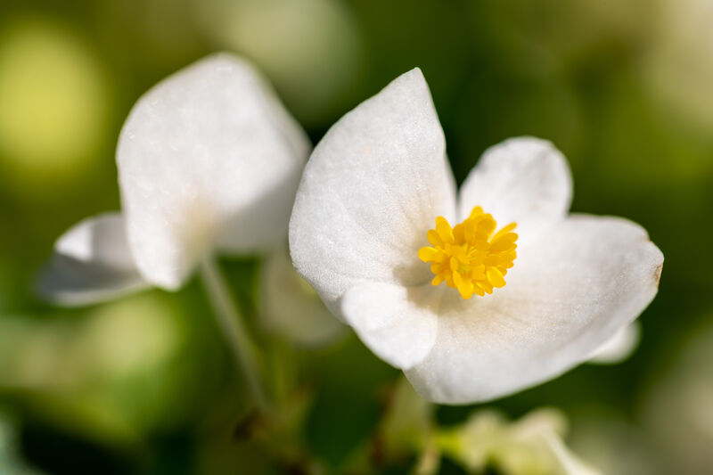 Begonia semperflorens plant