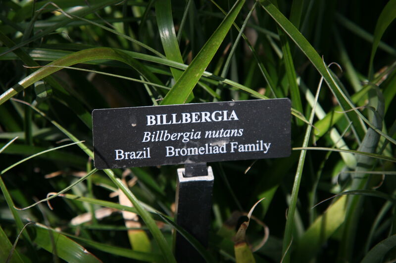 Billbergia nutans plant