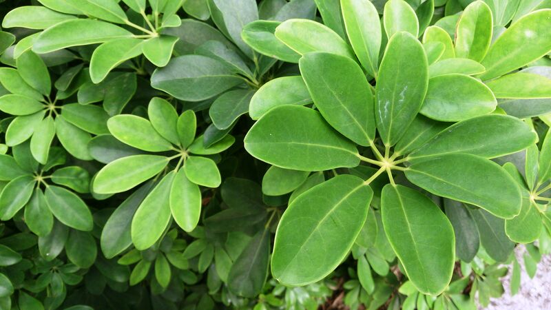 Brassaia arboricola plant