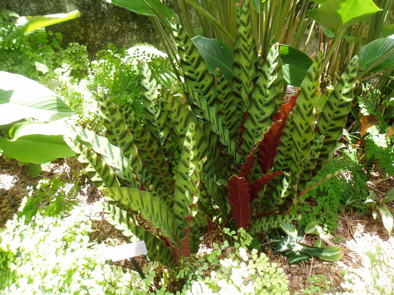 Calathea insignis plant