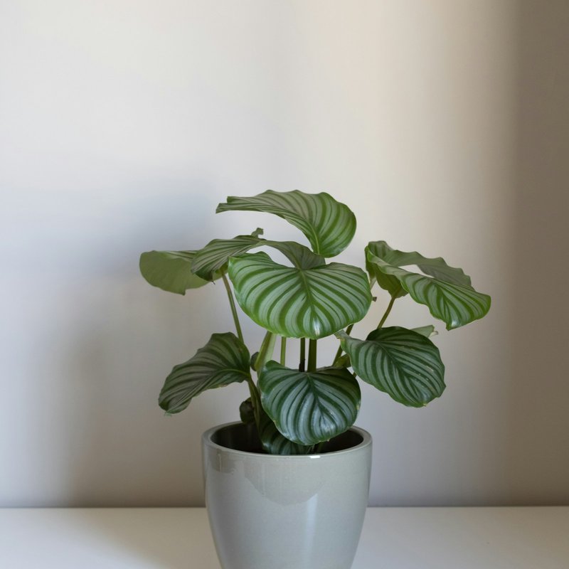 Calathea Orbifolia