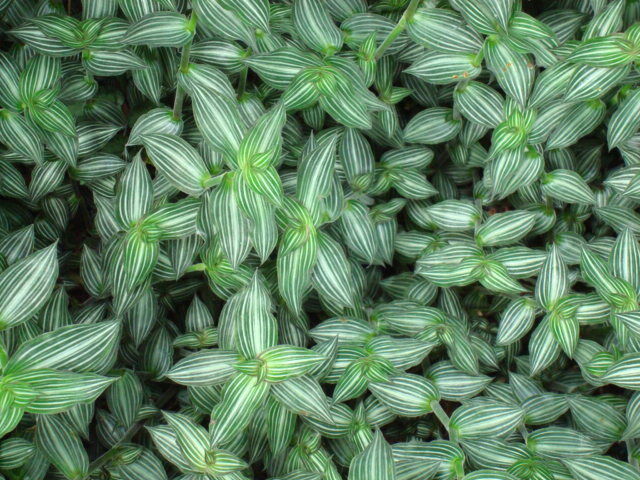 Callisia elegans plant