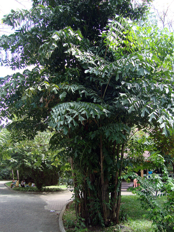 Caryota mitis plant