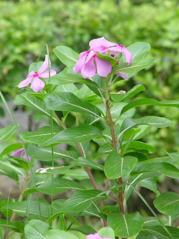 Catharanthus roseus plant