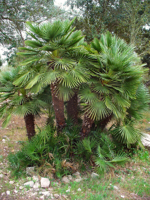 Chamaerops humilis plant