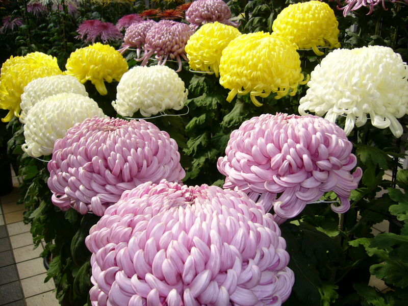 Chrysanthemum morifolium plant