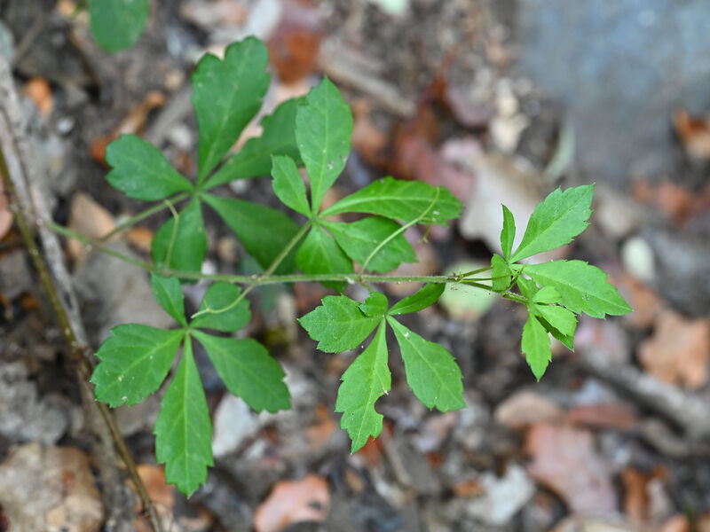 Cissus striata plant
