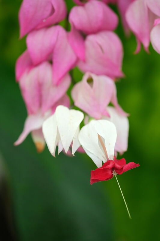 Clerodendrum thomsoniae plant