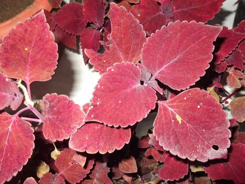 Coleus plant