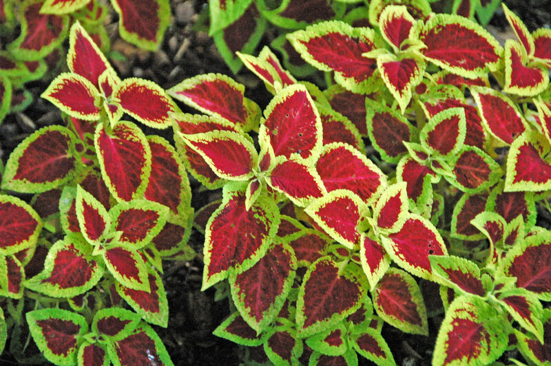 Coleus hybrid plant