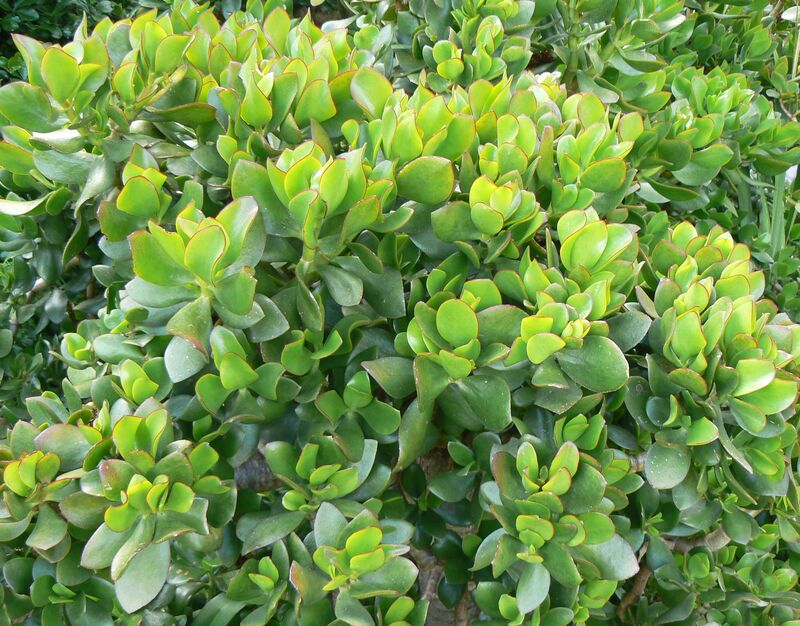 Jade Plant