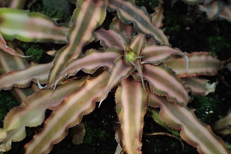Cryptanthus bivittatus plant