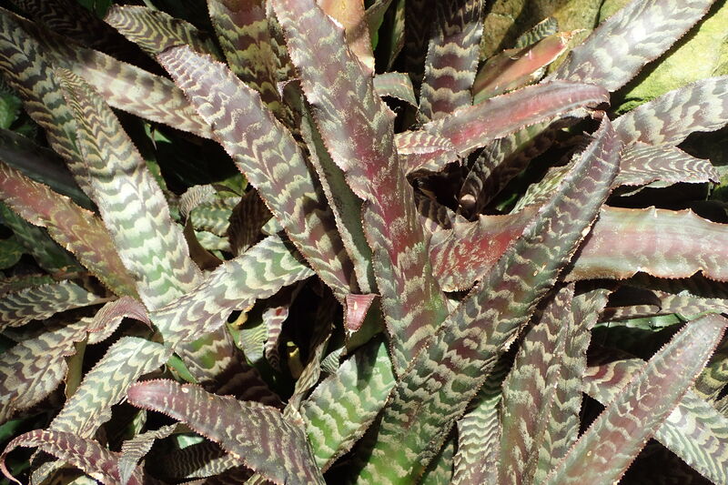 Cryptanthus fosteranus plant