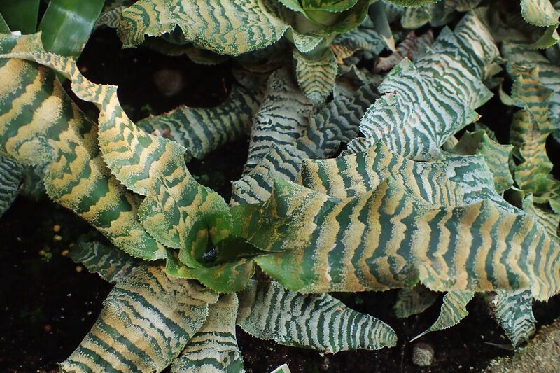 Cryptanthus zonatus plant