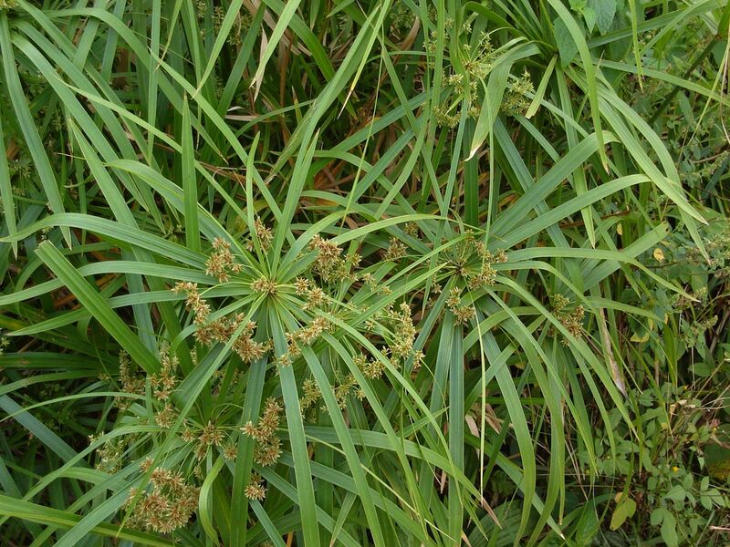Cyperus alternifolius plant
