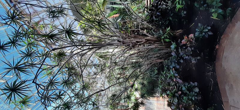 Dracaena marginata plant