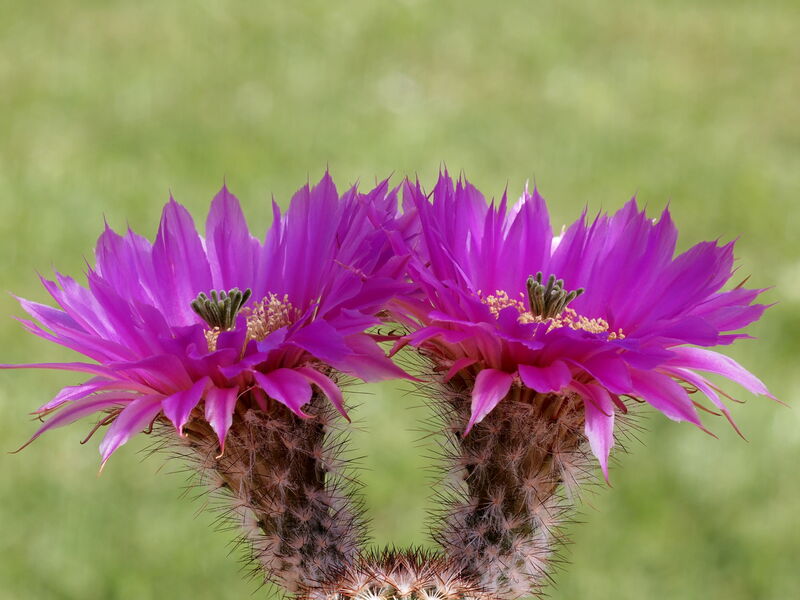 Echinocereus reichenbachii plant