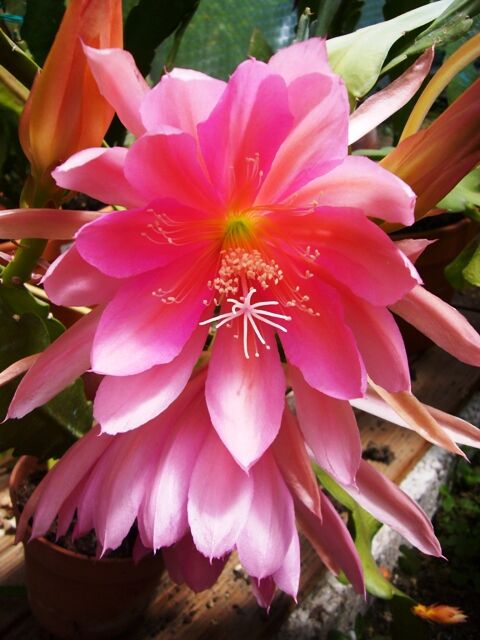 Epiphyllum hybrids plant