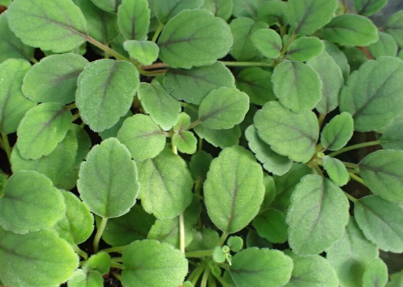 Episcia dianthiflora plant