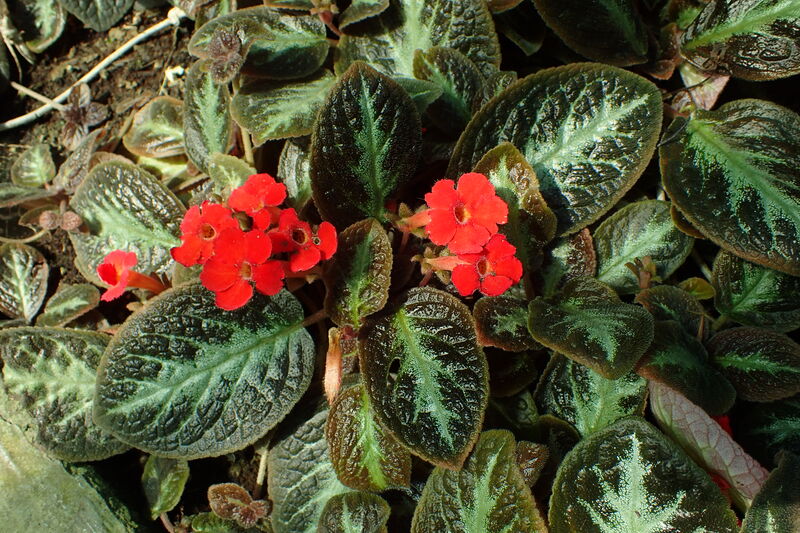 Episcia reptans plant