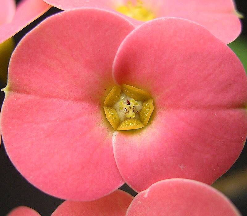 Euphorbia milii plant