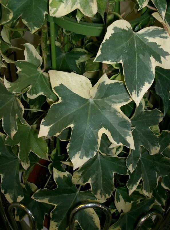 Fatshedera lizei plant