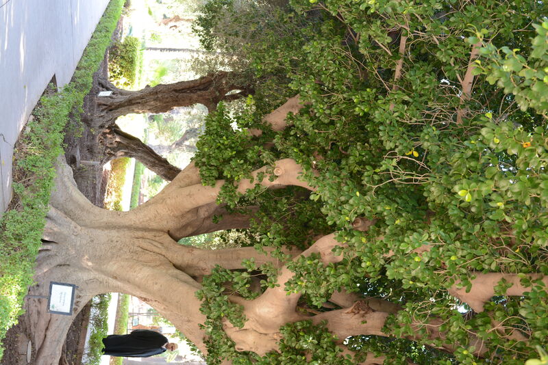 Ficus retusa plant