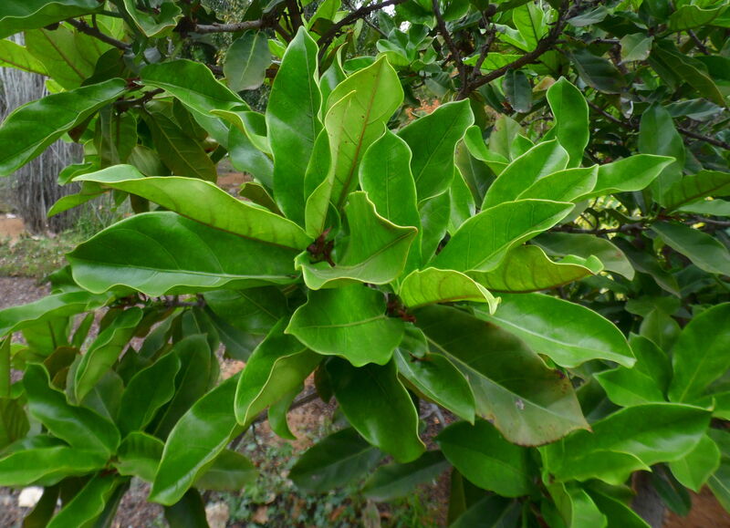 Ficus willdemaniana plant