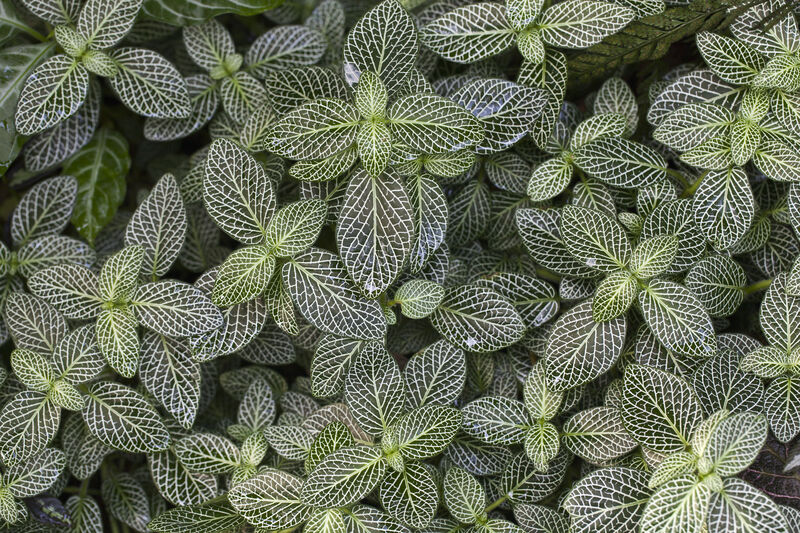 Fittonia verschaffeltii plant