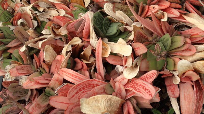 Gasteria hybrida plant