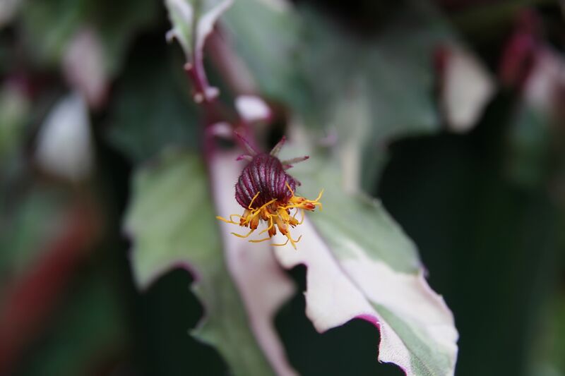 Gynura aurantiaca plant