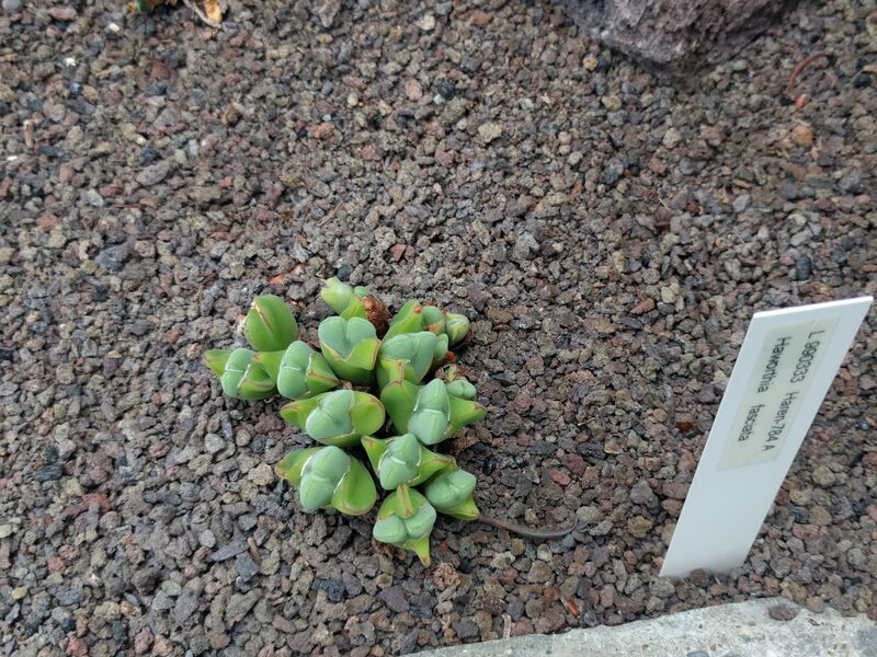 Haworthia fasciata plant
