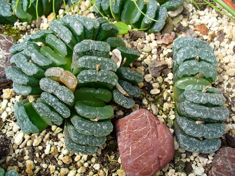 Haworthia truncata plant