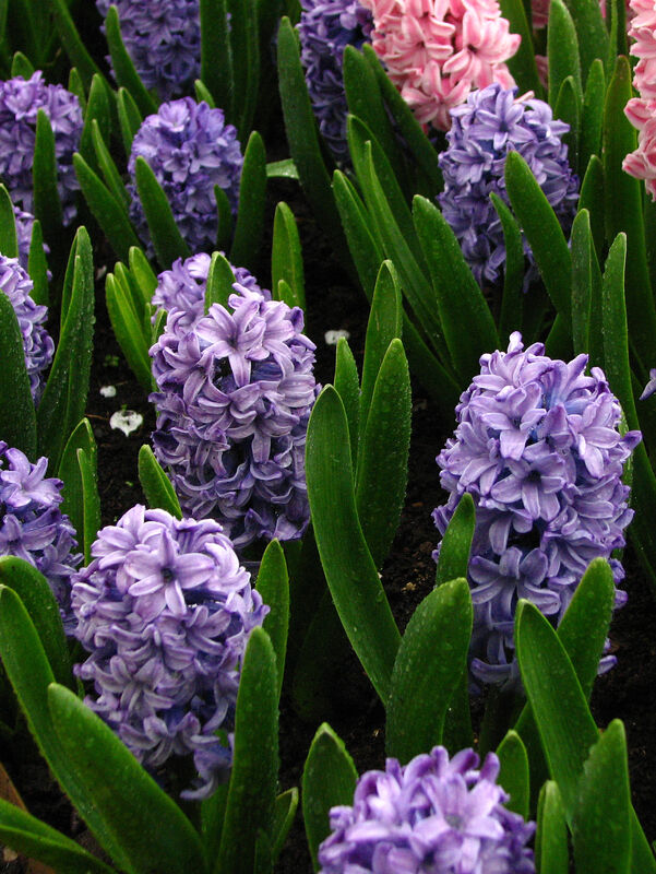 Hyacinthus orientalis plant