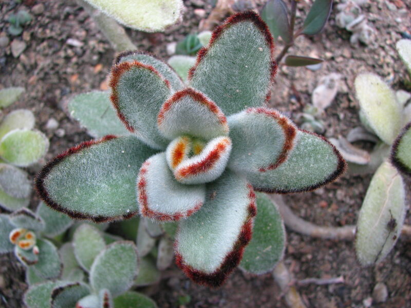 Kalanchoe tomentosa (Panda Plant) with fuzzy silver-green leaves tipped in brown